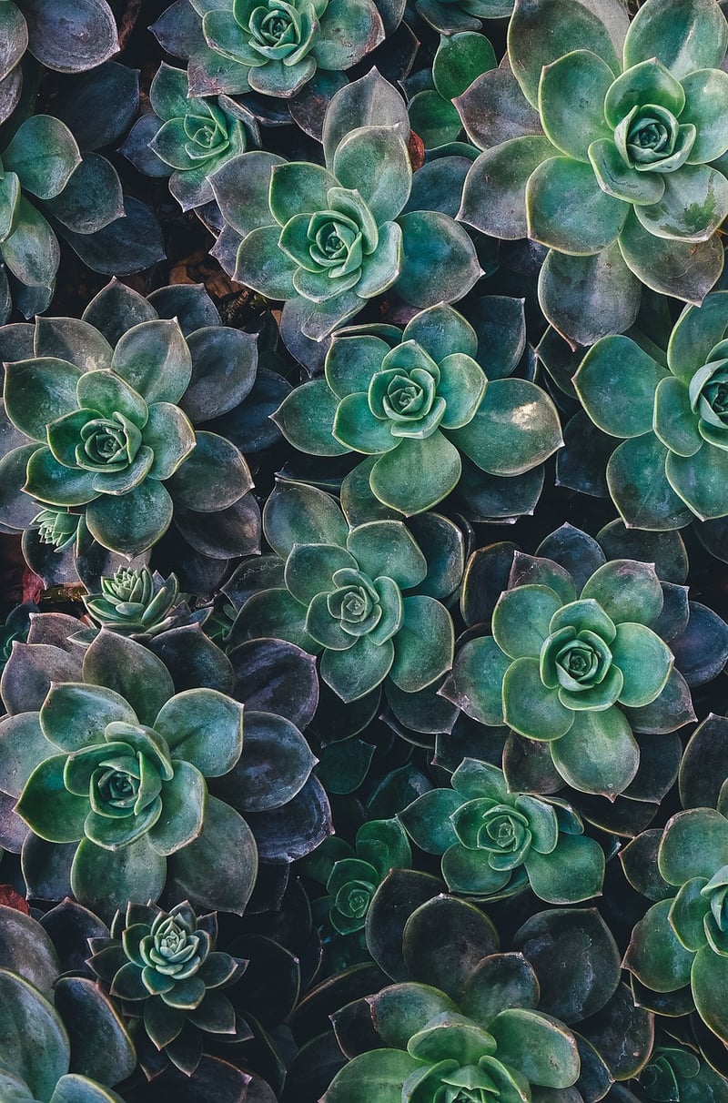 Succulent Gardens
